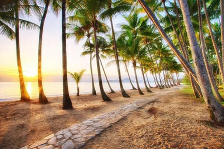 Palm tree lined beach in Australia