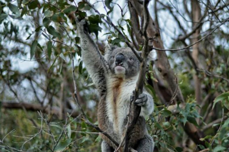A koala bear in a tree