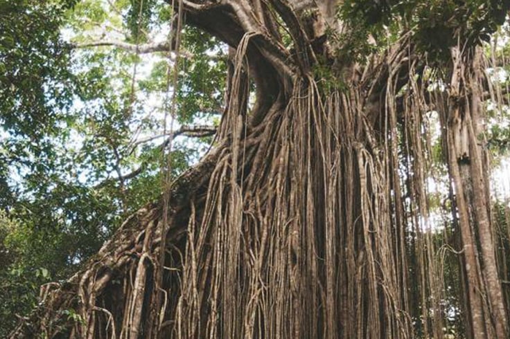 Large tree at Daintree Rainforest in Queensland